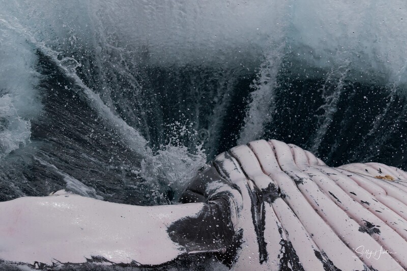 0A3A6976. 40 tonne splash 2 - 2023 Whale Photos