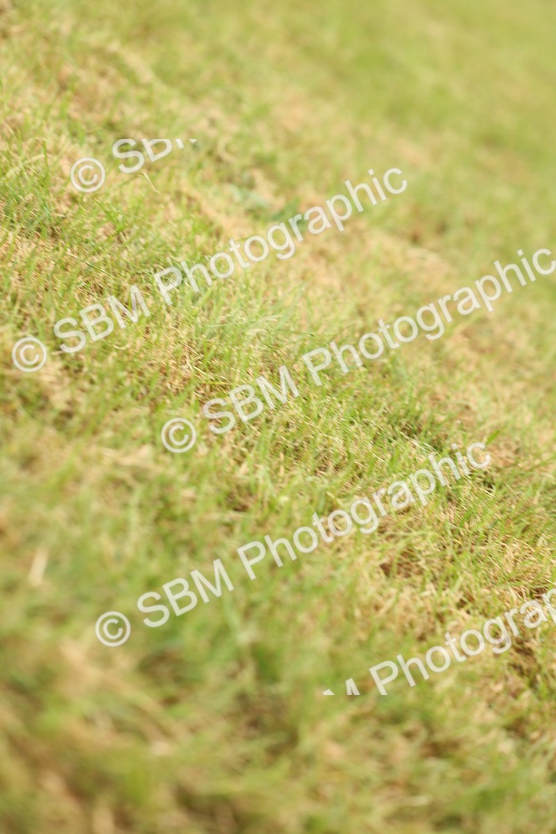 SBM_05002 - Class 50-57 - M&M Welsh Pony In Hand