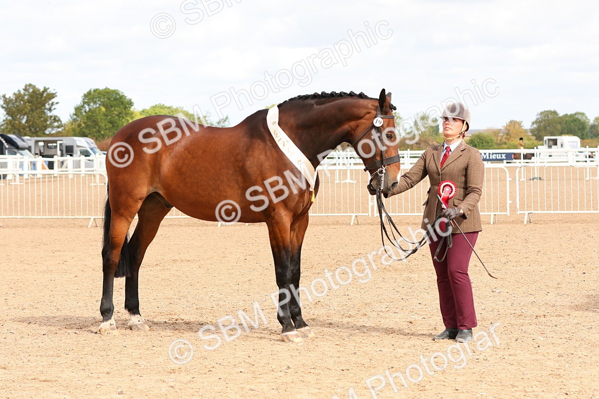 SBM_11765 - Class 208 - IH Veteran Horse