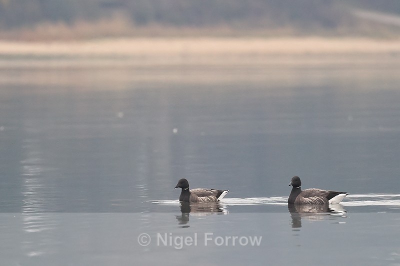 Two Brent Geese, Wych Channel, Poole Harbour, Dorset - Brent Goose