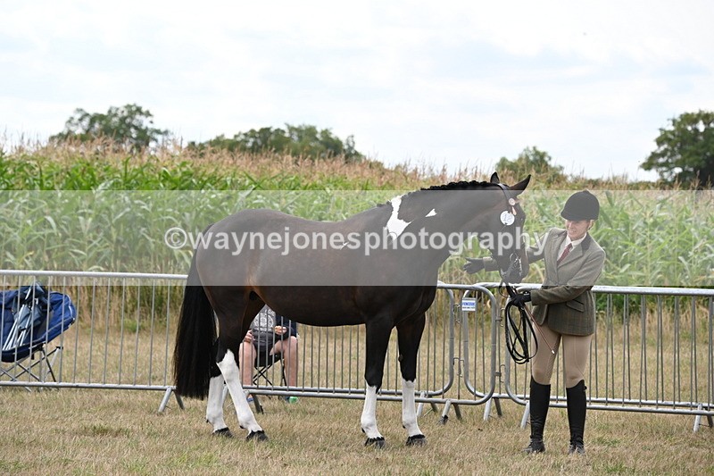 WJ6_6256 - Class 19 In-hand Veterans (Uploaded correct folder)