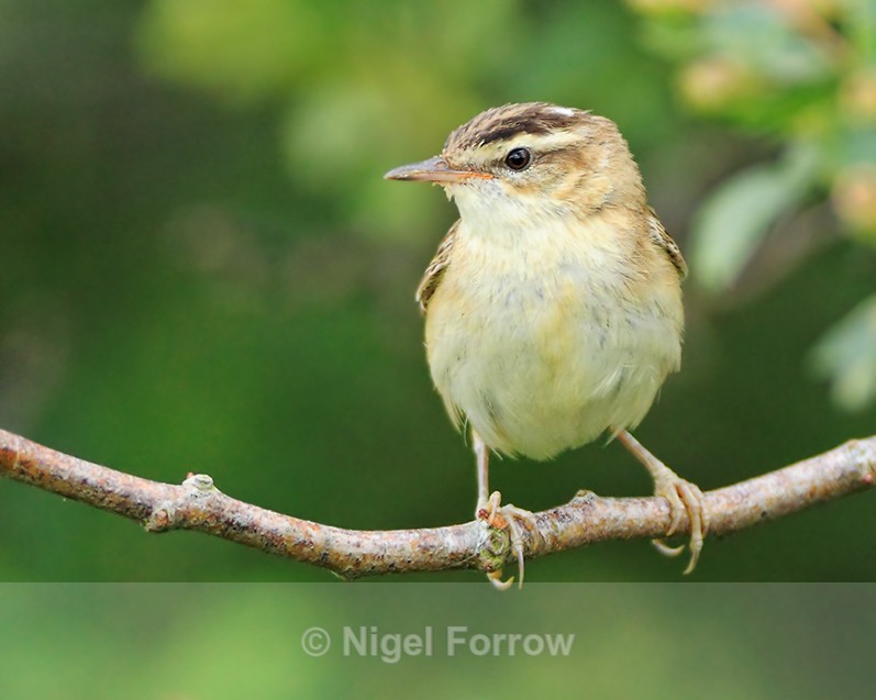 Sedge Warbler perched on a branch at Otmoor - Sedge Warbler