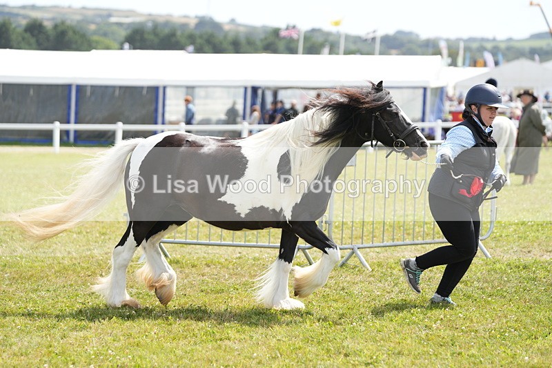 DSC07199 - Coloured Horse In Hand Championship