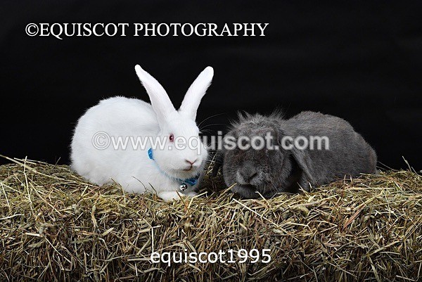 equiscot1995 - GIZMO & OSCAR