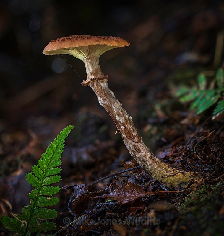 Fungi, Delamere forest - AUTUMN 2025 FUNGI/MUSHROOMS