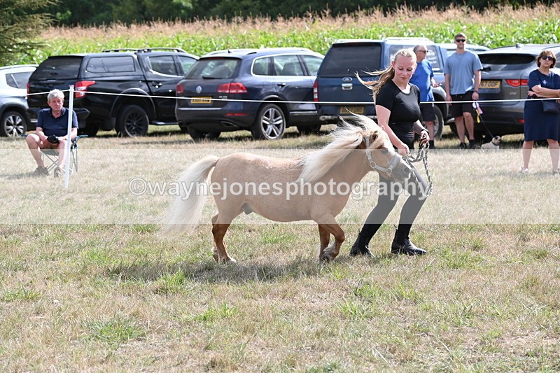 WJ6_6943 - Class 21 Shetland & Mini Horses