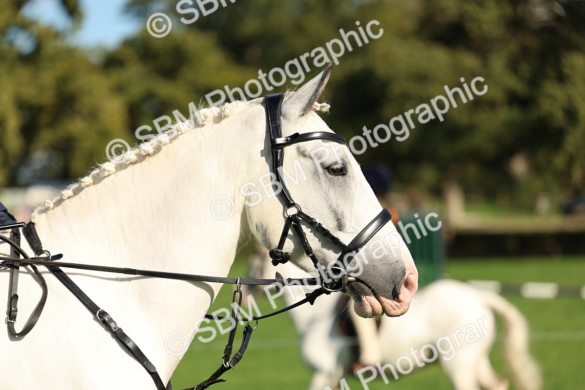 SBM_50089 - S34 - Novice & Newcomers Working Hunter