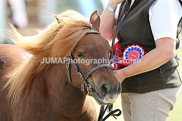 SIAL5208 - overall champion