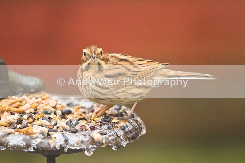 20120205-_MG_8489 - Buntings