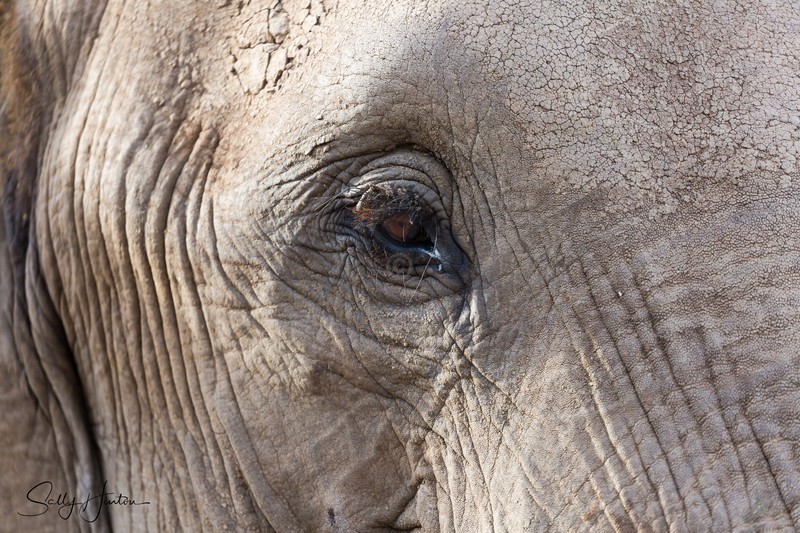 Eye of the Elephant