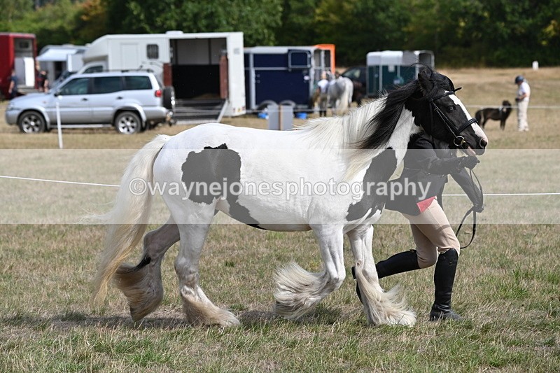 WJ6_6470 - Class 20 In-hand Cob