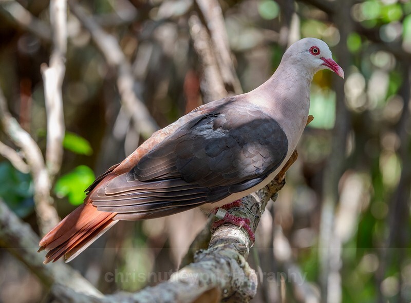  - Birds of Costa Rica and Mauritius