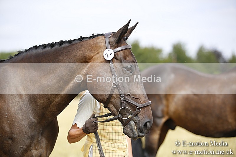 _C7A9394 - BVRC Sow 2018 Ring 2