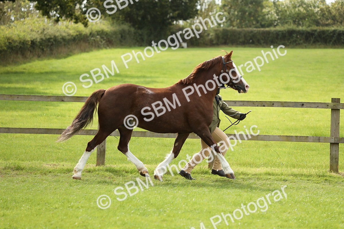SBM_65397 - S47 - Mountain & Moorland In Hand Large Breeds