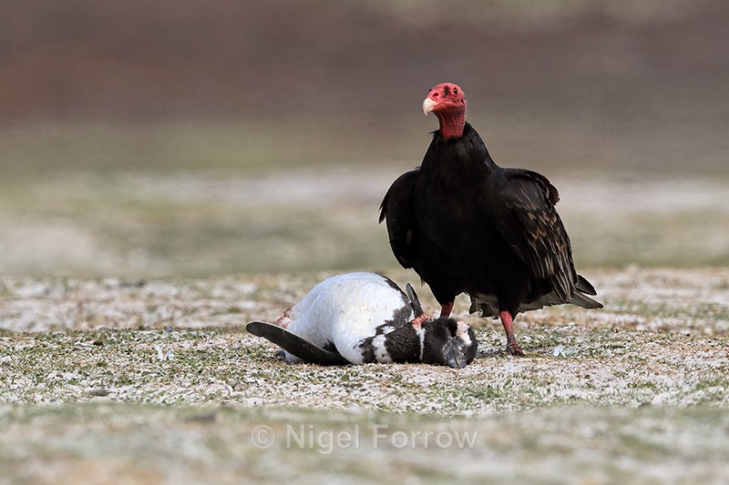 Turkey Vulture guards dead penguin, Volunteer Point, Falklands - Turkey Vulture