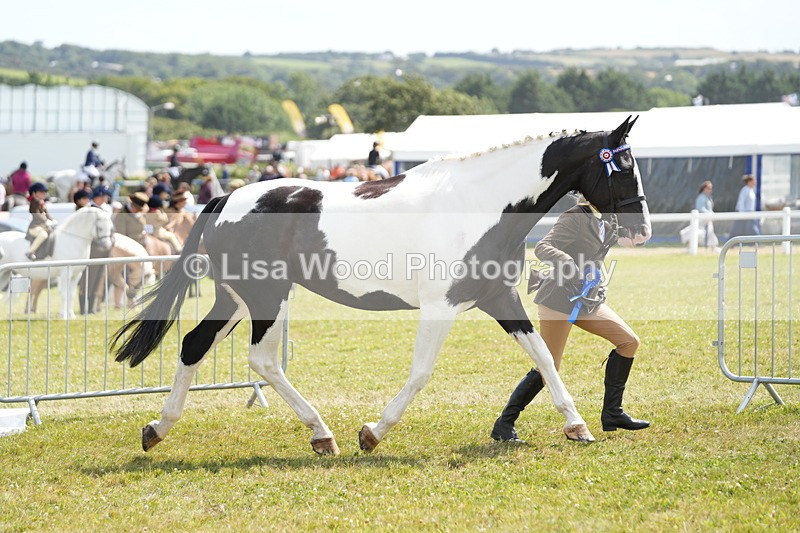 DSC07218 - Coloured Horse In Hand Championship