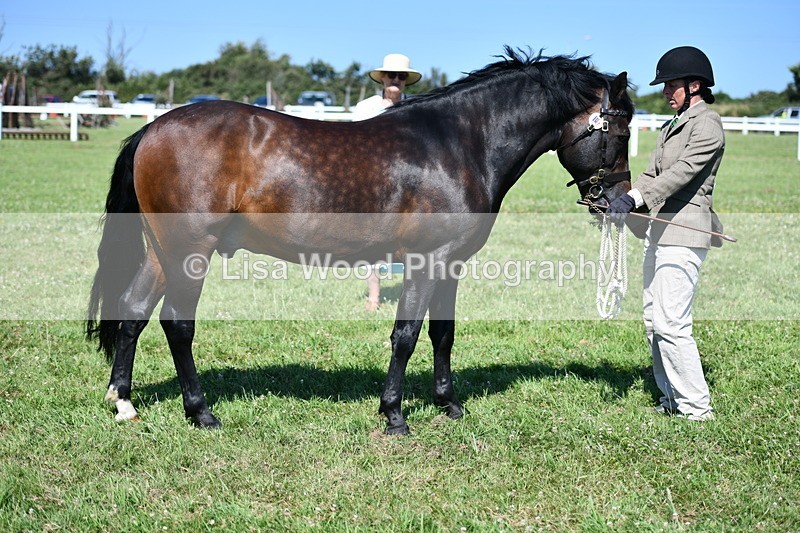DSC_6550 - Class 54: NPS M&M 4 years and over Large Breeds