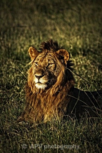 Watching the Sun go Down - The Photographic Angle - Wildlife Exhibition