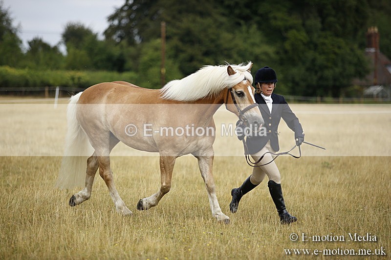 _C7A9440 - BVRC Sow 2018 Ring 2