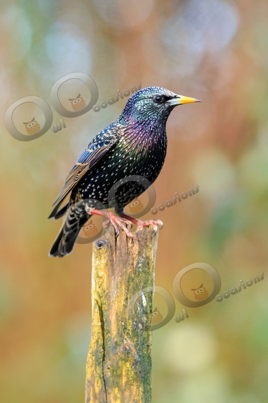 Starling Sturnus vulgaris-4216 - UK birds
