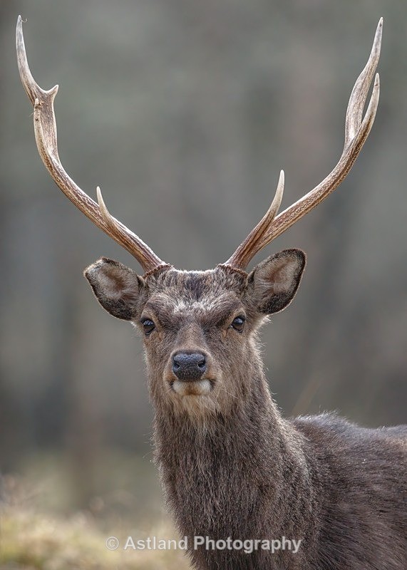 Sika Deer - Latest Images