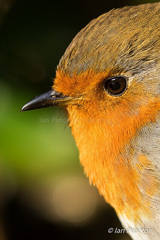 Robin (Erithacus rubecula) close-up - Nature
