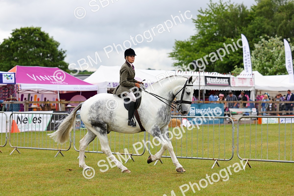 SBM_02488 - Class 9-11 Side Saddle including LIHS Rising Star Ladies Show Horse