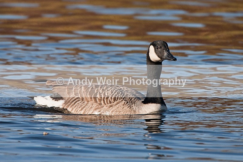 20091213-WE 071 - Geese