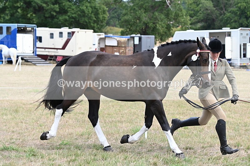 WJ6_5865 - Class 19 In-hand Veterans (Uploaded correct folder)