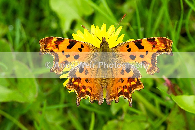20130921-_MG_5581 - Butterflies & Moths