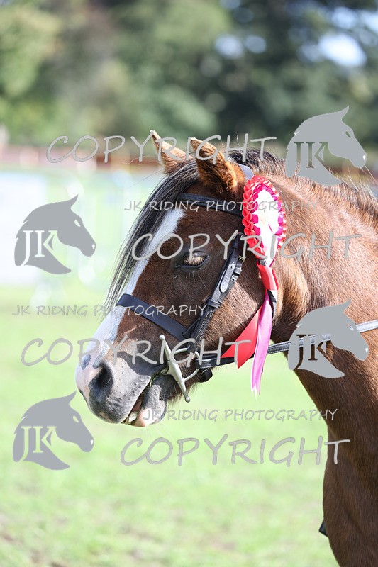 APP_4202 - Class 15a/b Pony club pony/Riding club horse