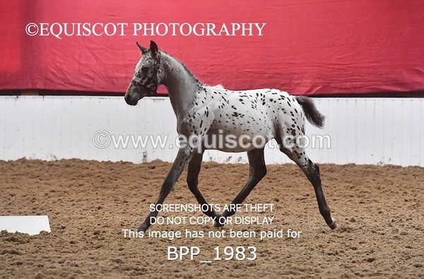 BPP_1983 - AFTERNOON 12.30 - 3.30PM