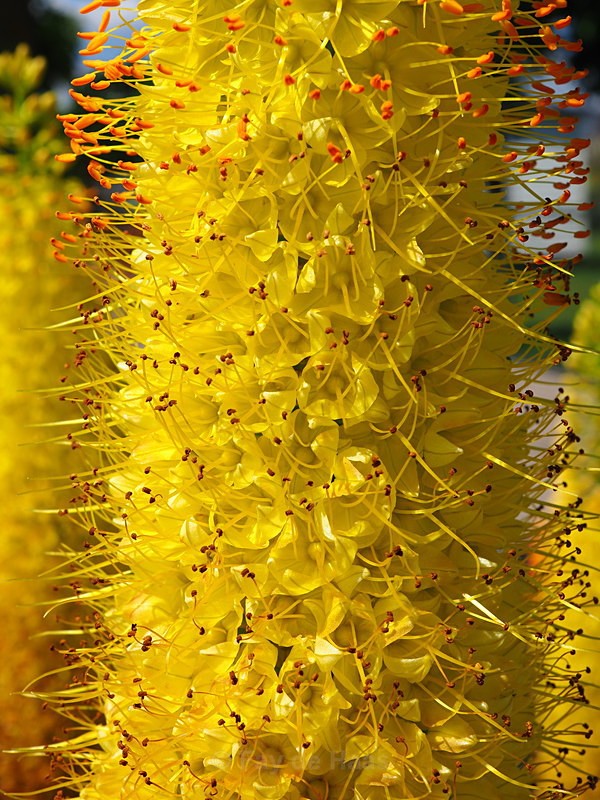 P61804660883 - Gems from the garden