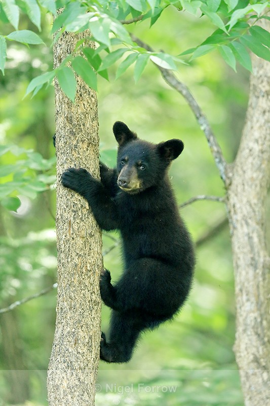 Black Bear cub climbing tree, Minnesota, USA - American Black Bear