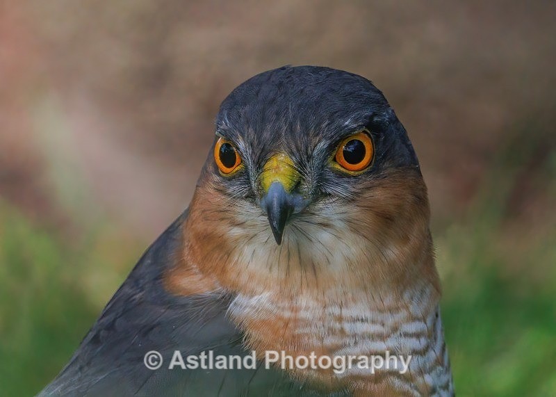 Sparrowhawk - Latest Images
