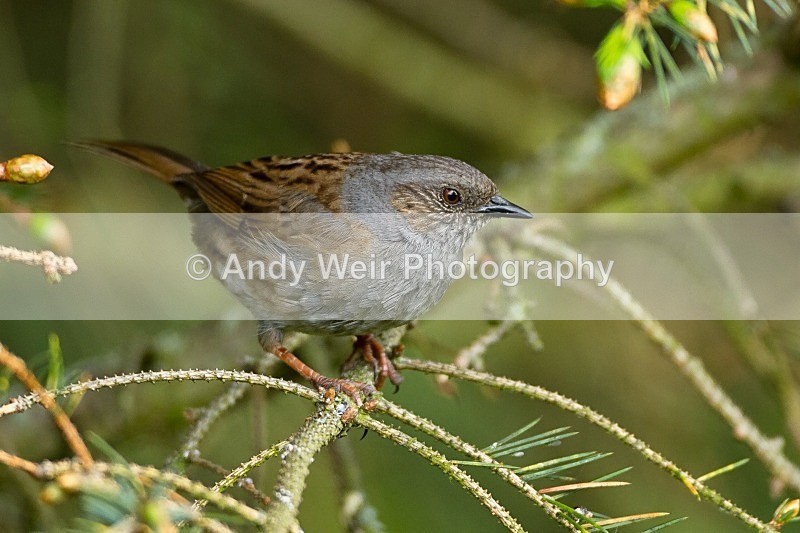 20120512-_MG_0174 - Dunnock (Hedge Sparrow)