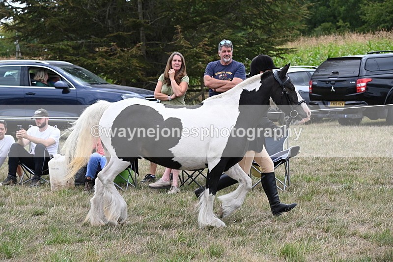 WJ6_5238 - Class 18 In-hand Coloured