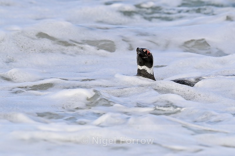 Magellanic Penguin swimming in surf, Carcass Island, Falklands - Magellanic Penguin