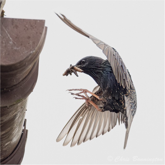Starling bringing grubs to the nest - Others