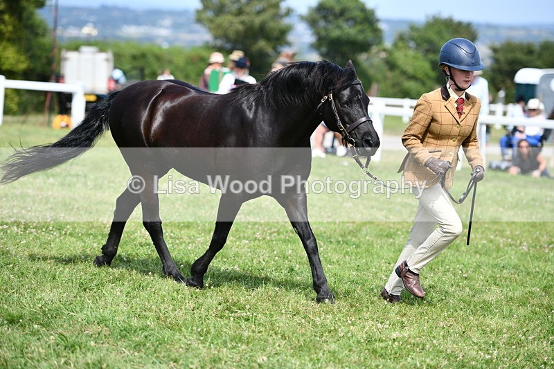 DSC_8400 - Class 68: Part Bred In Hand M & M