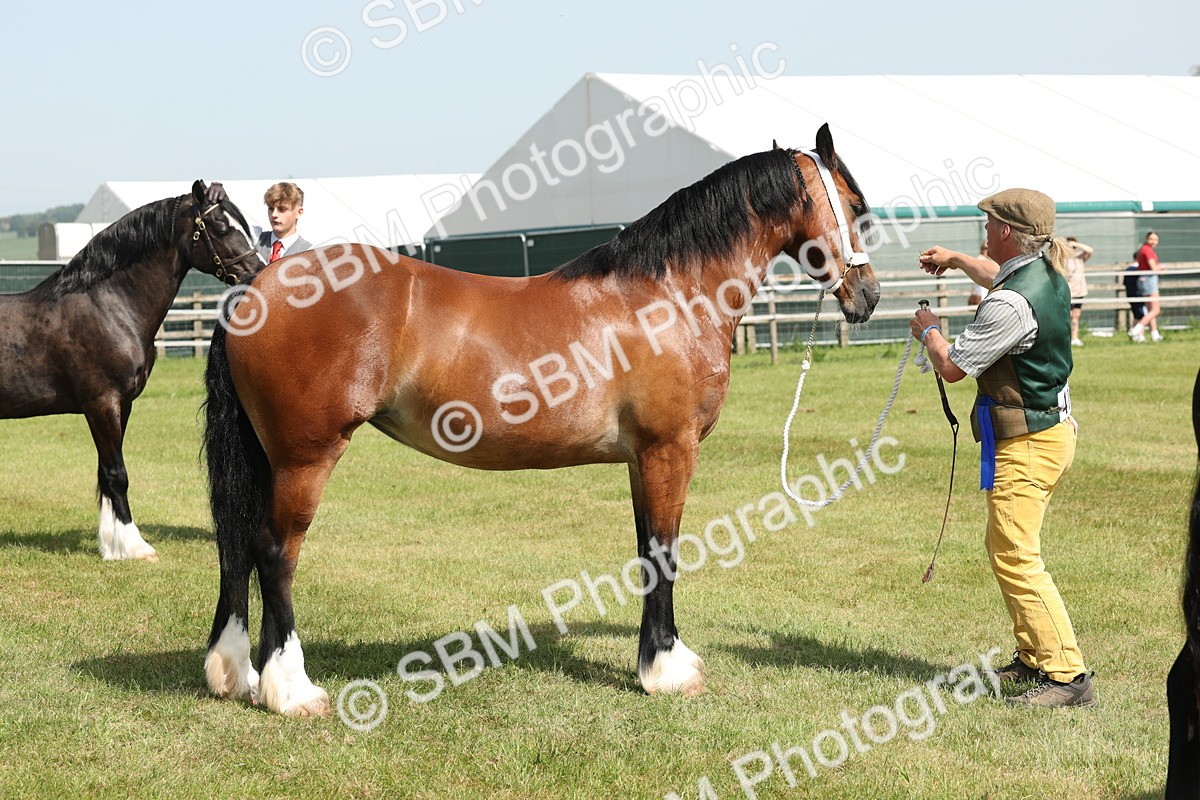 SBM_02349 - Class 6-13 - Mountatin and Moorland In Hand Welsh Breeds