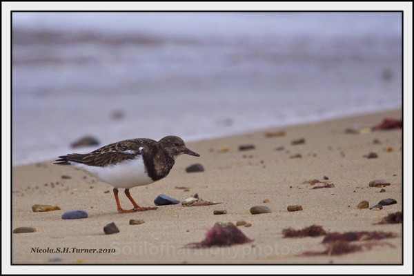 Turn Stone - Wildlife Wildlife