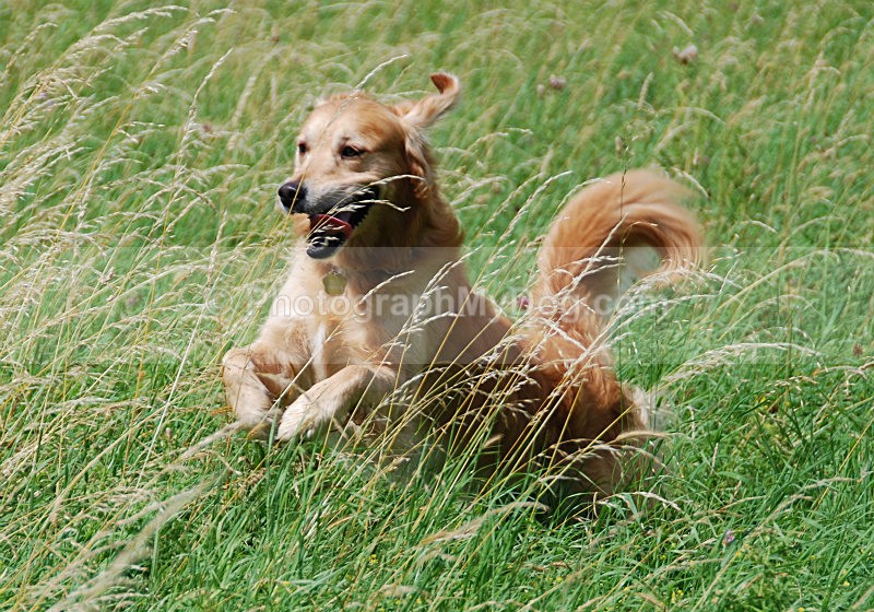  - Golden Retrievers