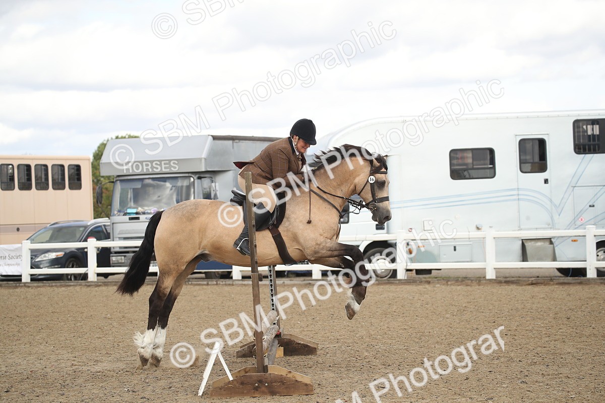 SBM_14566 - Class 505a - M&M Working Veteran - 50cm (15-19)