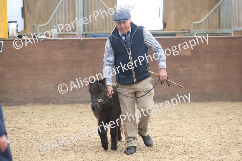 20251109-0187 - Class 10 - Yearling, Colt, Filly or Gelding