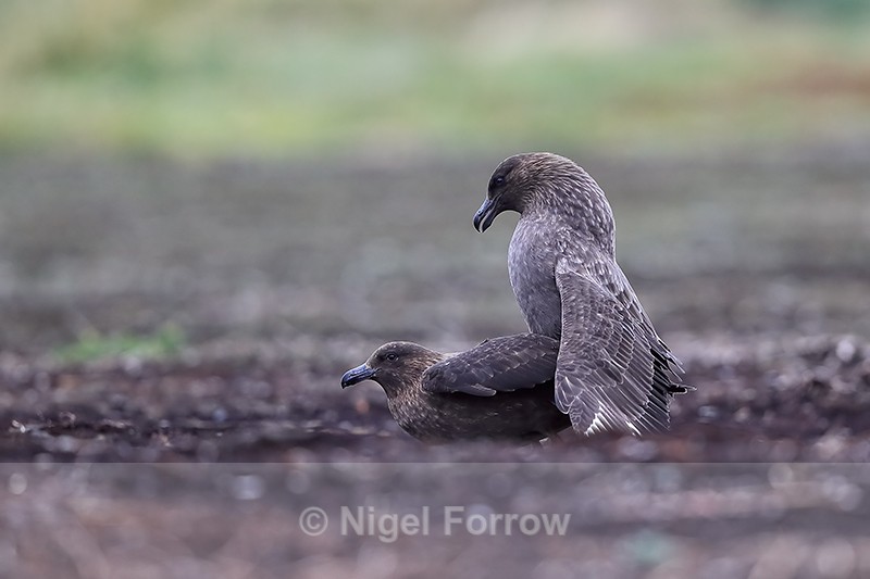 Mating Brown Skuas, Sea Lion Island, Falklands - Falkland (Brown) Skua