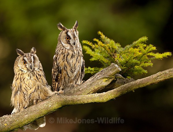 LONG EARED OWLS - FAVOURITES WILDLIFE GALLERY. Selected images from the wildlife collections.