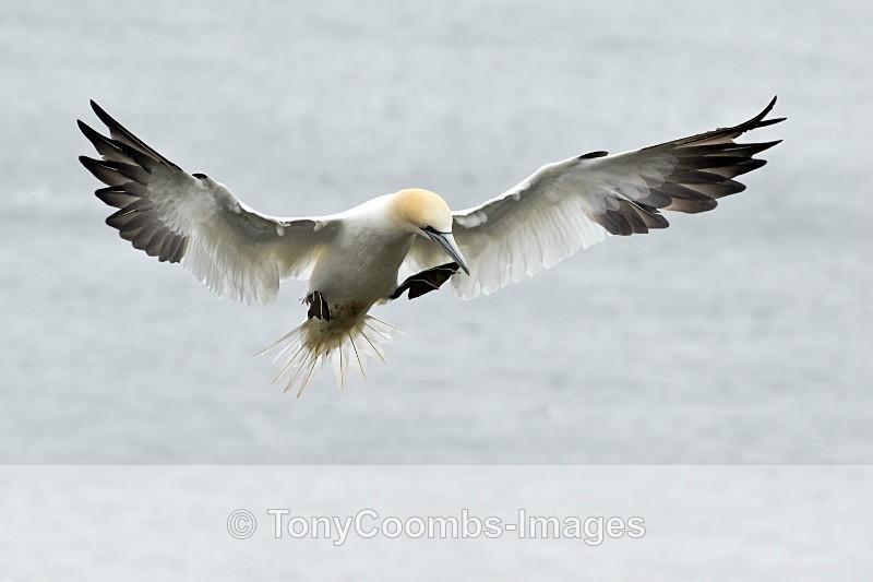 Gannet - Ardnamurchan ~ Bempton Cliffs