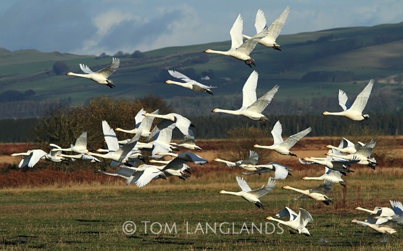 Whooper Swans in Flight - Swans and Geese