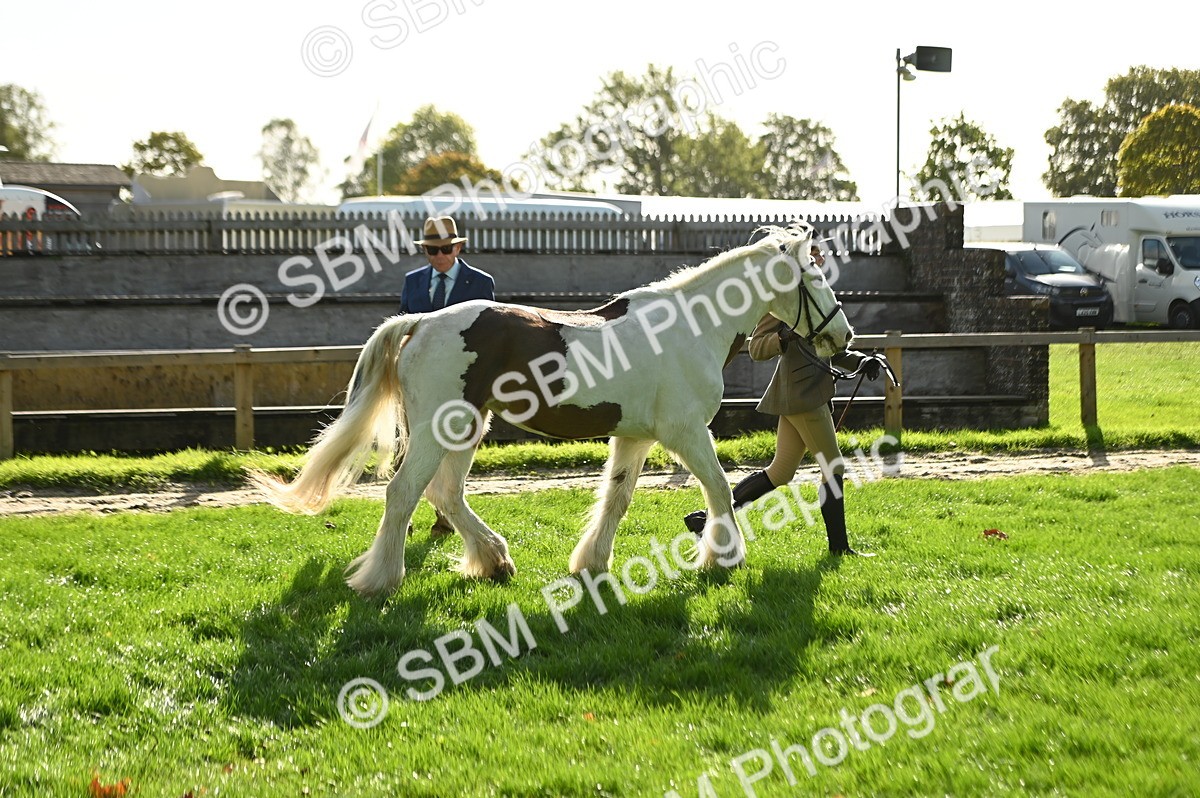 SBM_15903 - S1 - TSR in Hand Horse & Pony Showing